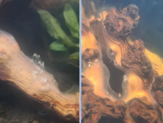 Why You’re Seeing White Fungus on Driftwood & How to Fix It