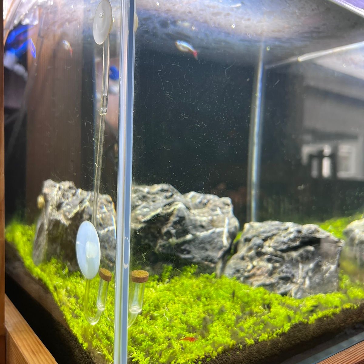 Discover Tranquility: Introducing the readymade Aquascape Experience