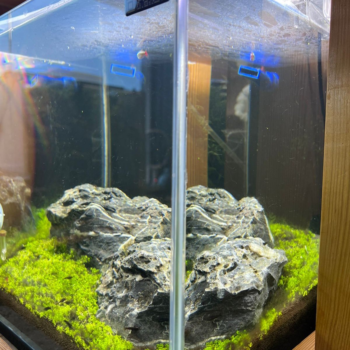 Discover Tranquility: Introducing the readymade Aquascape Experience