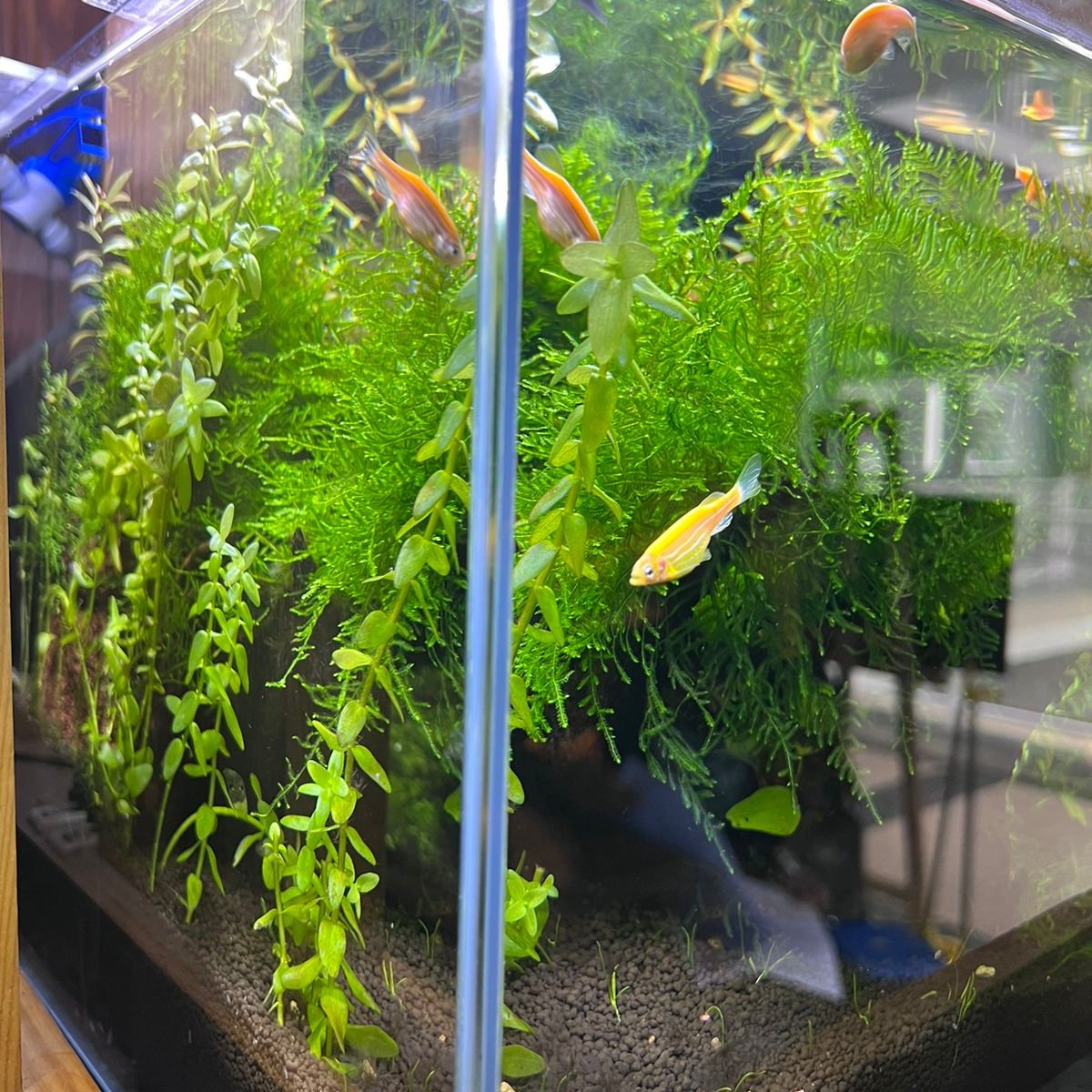 Elegant Planted Aquarium with Java Moss, Anubias, and Advanced Sump Filter - Aqua² Lab Cube