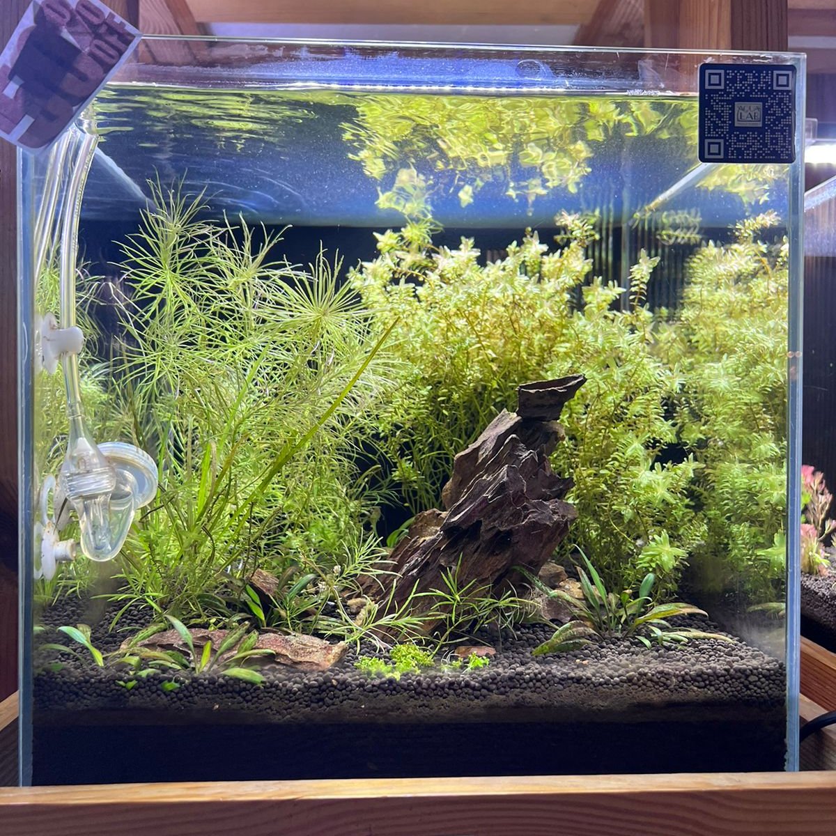 High-Tech Planted Aquarium with Dragon Stone Hardscape and CO2 System - Aqua² Lab Cube