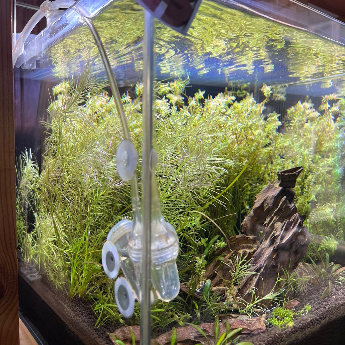 High-Tech Planted Aquarium with Dragon Stone Hardscape and CO2 System - Aqua² Lab Cube