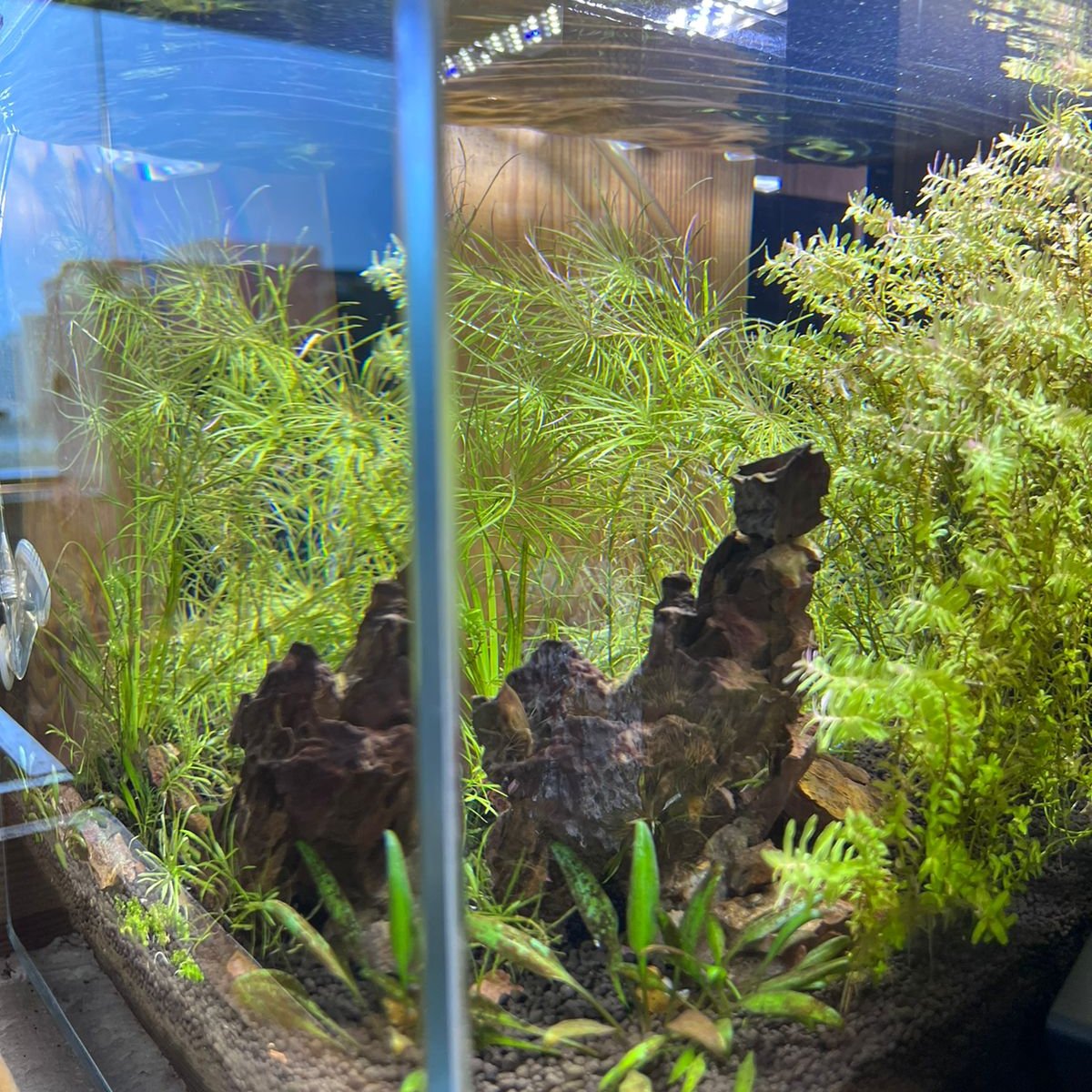 High-Tech Planted Aquarium with Dragon Stone Hardscape and CO2 System - Aqua² Lab Cube