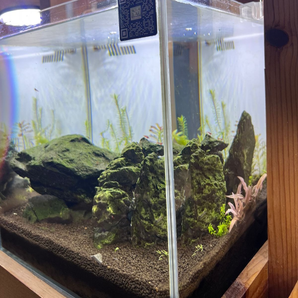 Avatar-Inspired Planted Aquarium with Seiryu Rock and Pink Panther Plants - Aqua² Lab LL3