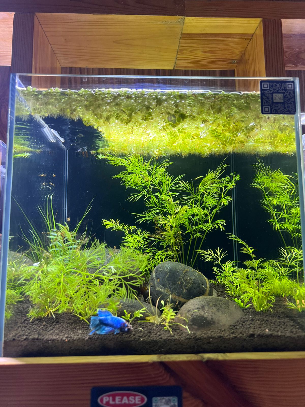 Discover Tranquility: Introducing the readymade Aquascape Experience HL4