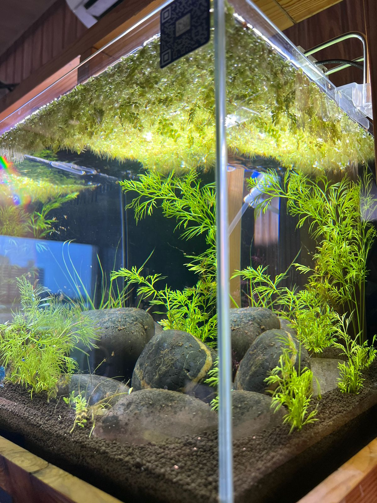 Discover Tranquility: Introducing the readymade Aquascape Experience HL4
