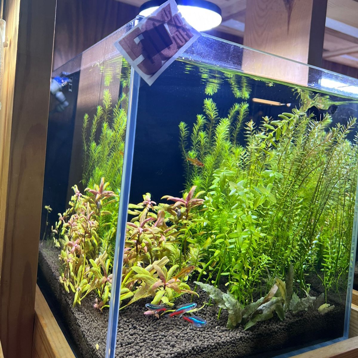 Discover Tranquility: Introducing the readymade Aquascape Experience