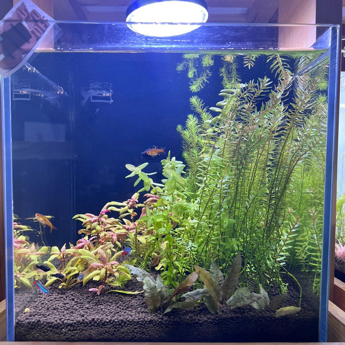 Discover Tranquility: Introducing the readymade Aquascape Experience
