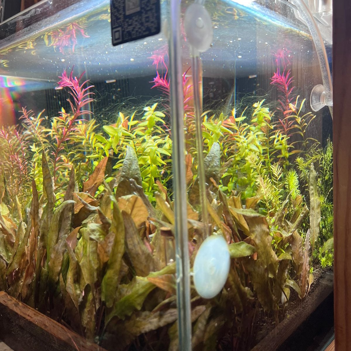 Discover Tranquility: Introducing the readymade Aquascape Experience