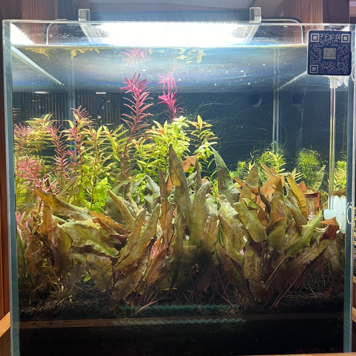 Discover Tranquility: Introducing the readymade Aquascape Experience