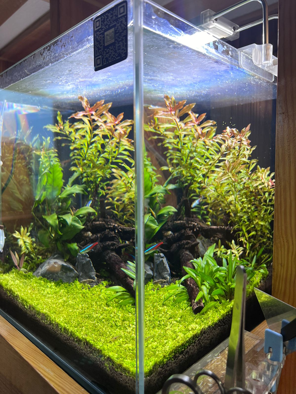 Discover Tranquility: Introducing the readymade Aquascape Experience M6