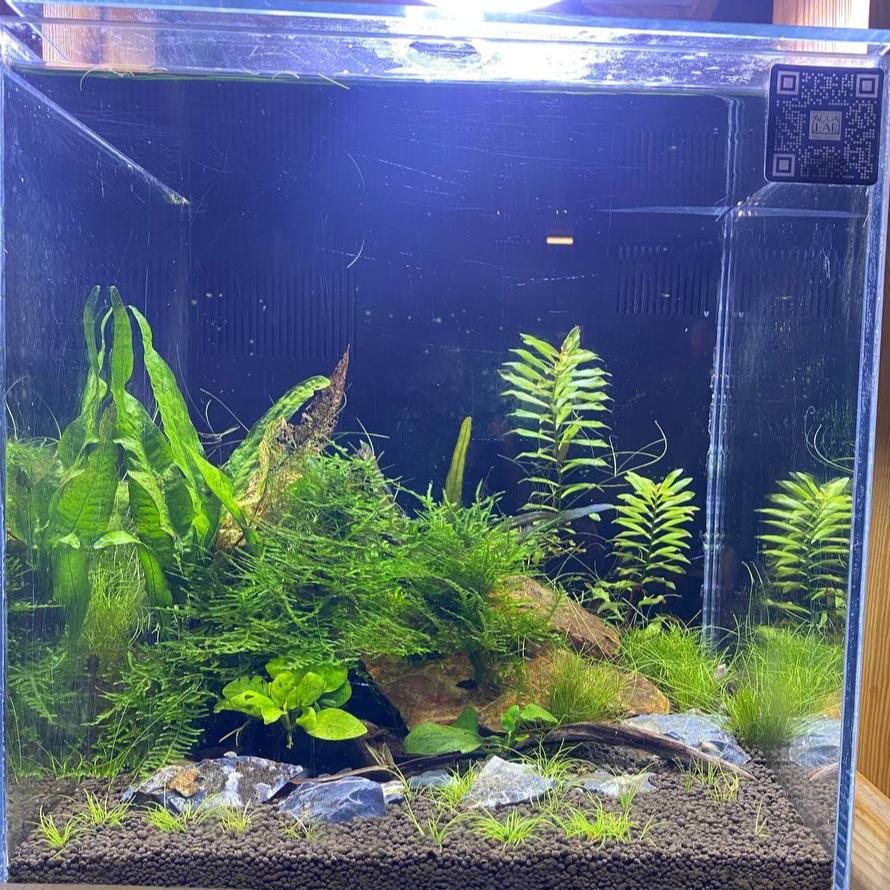 Elegant Planted Aquarium with Advanced Filtration - 1ft x 1ft x 1ft