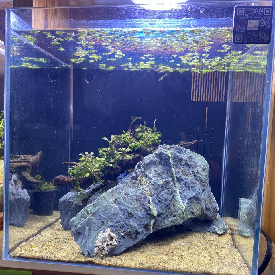 Stunning Planted Aquarium with Seiryu Rock and Cabomba Plants - 1ft x 1ft x 1ft
