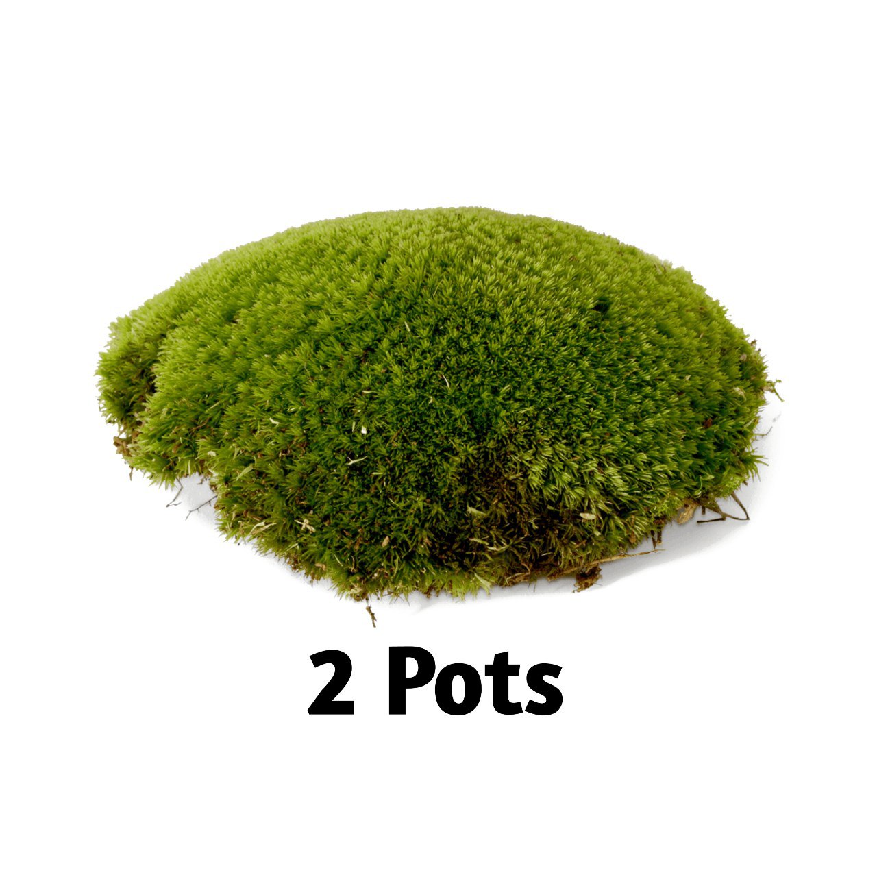 Aqua2 Lab All-in-One Terrarium Kit – Create Your Own Green Oasis