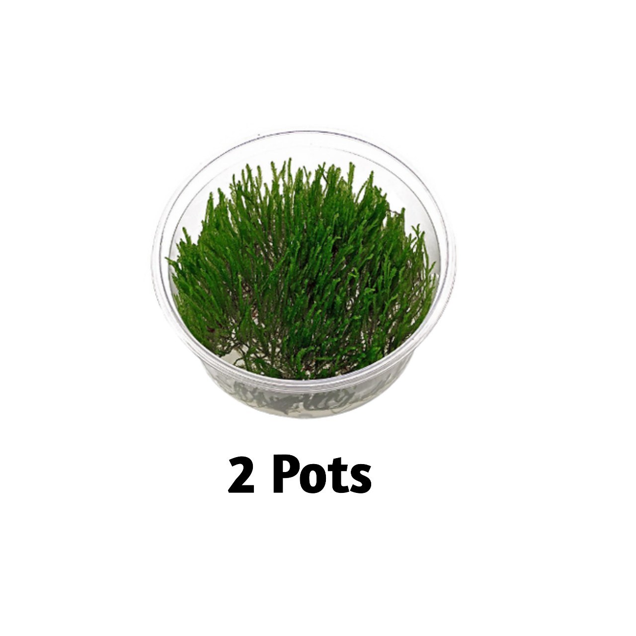 Aqua2 Lab All-in-One Terrarium Kit – Create Your Own Green Oasis