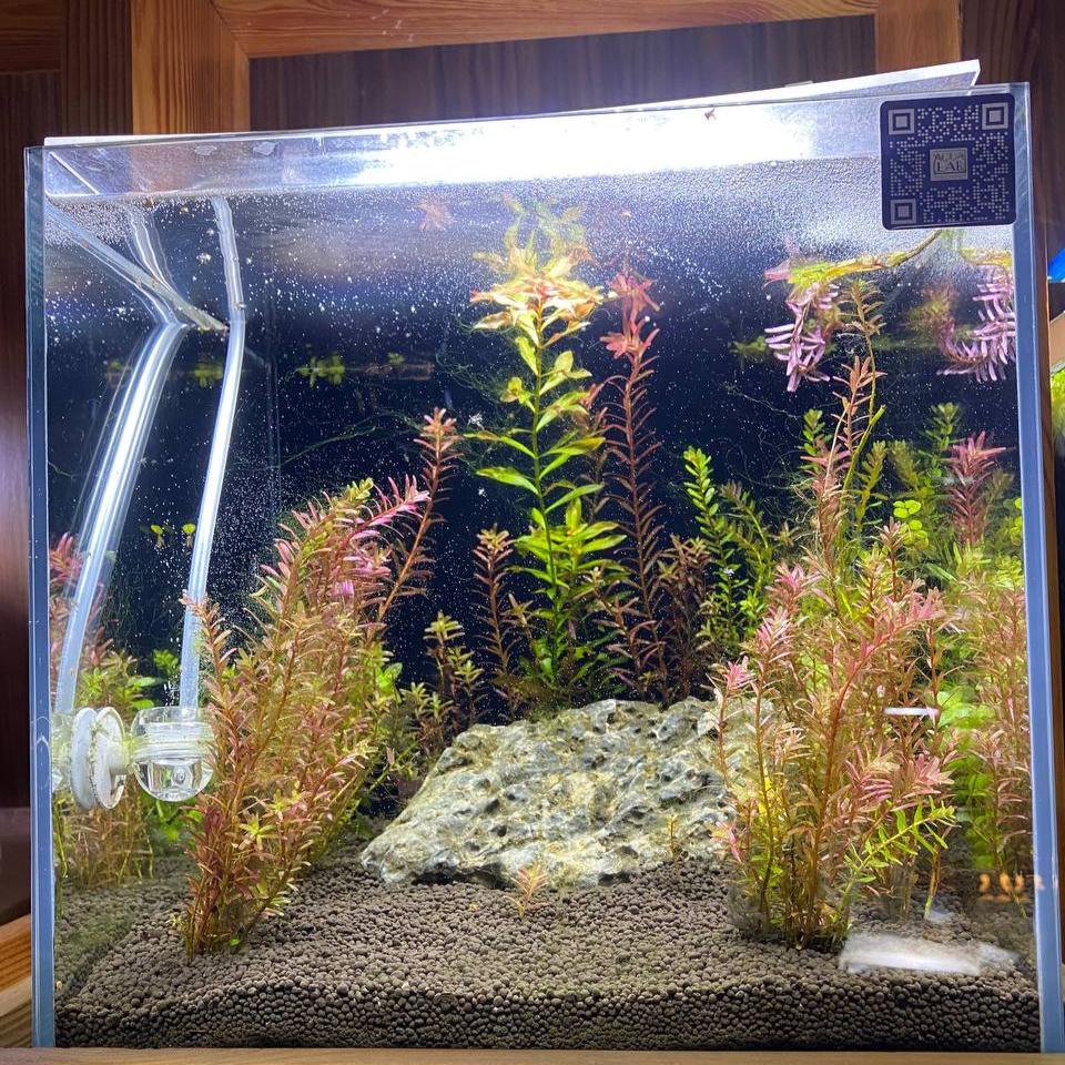Stunning Planted Aquarium with Seiryu Rock and Cabomba Plants - Aqua² Lab Cube ML5