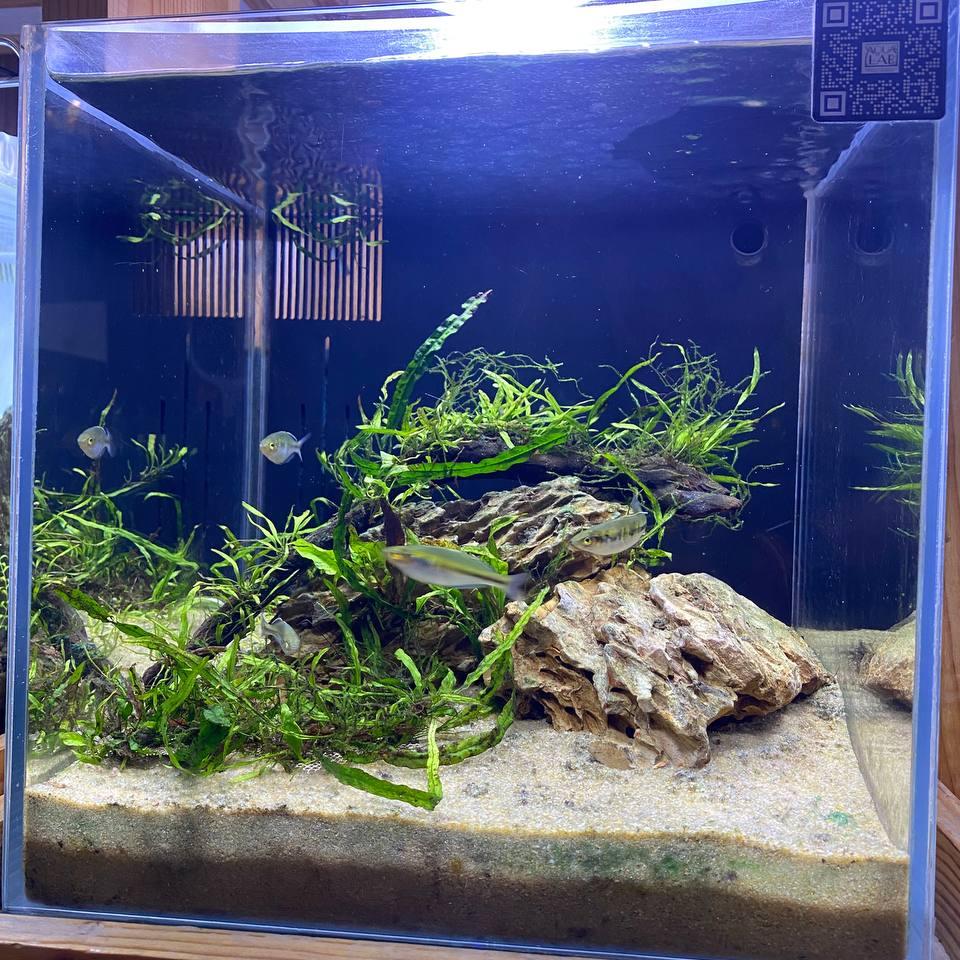 Elegant Planted Aquarium with Advanced Filtration - 1ft x 1ft x 1ft