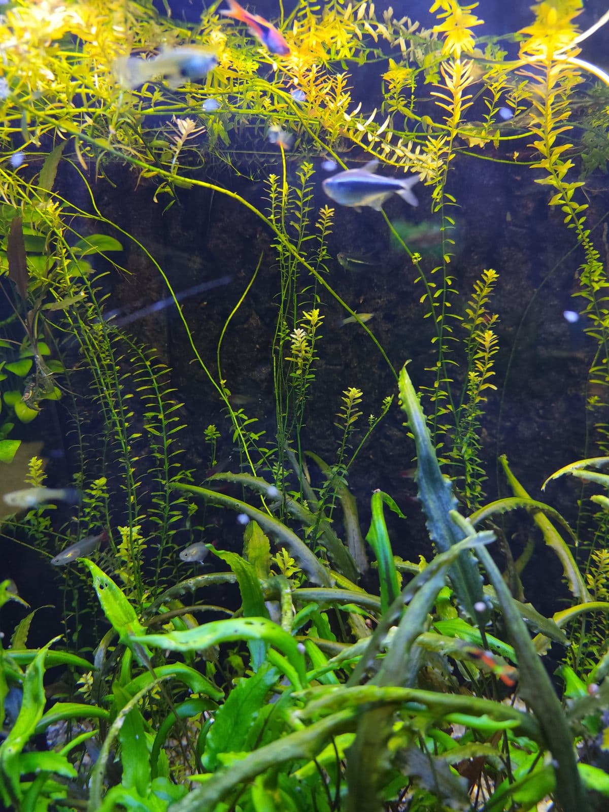 Basic Planted