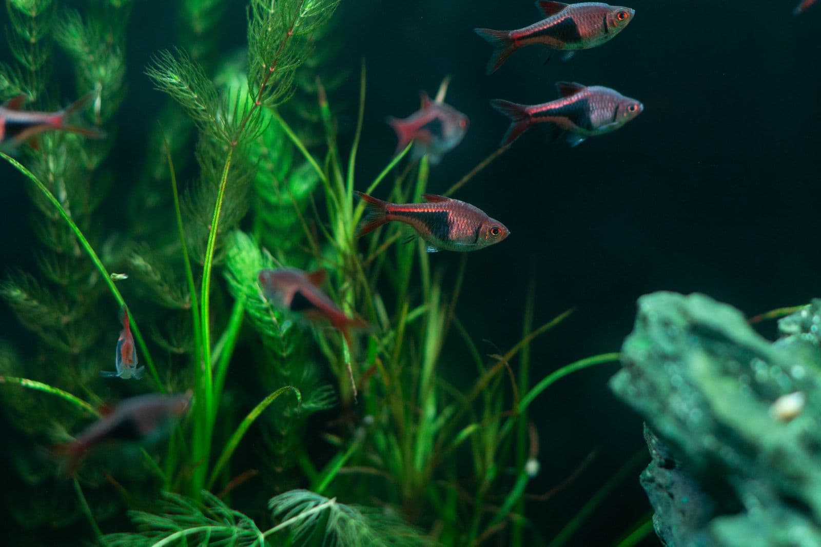 Planted Aquariums 101: A Complete Beginner's Guide