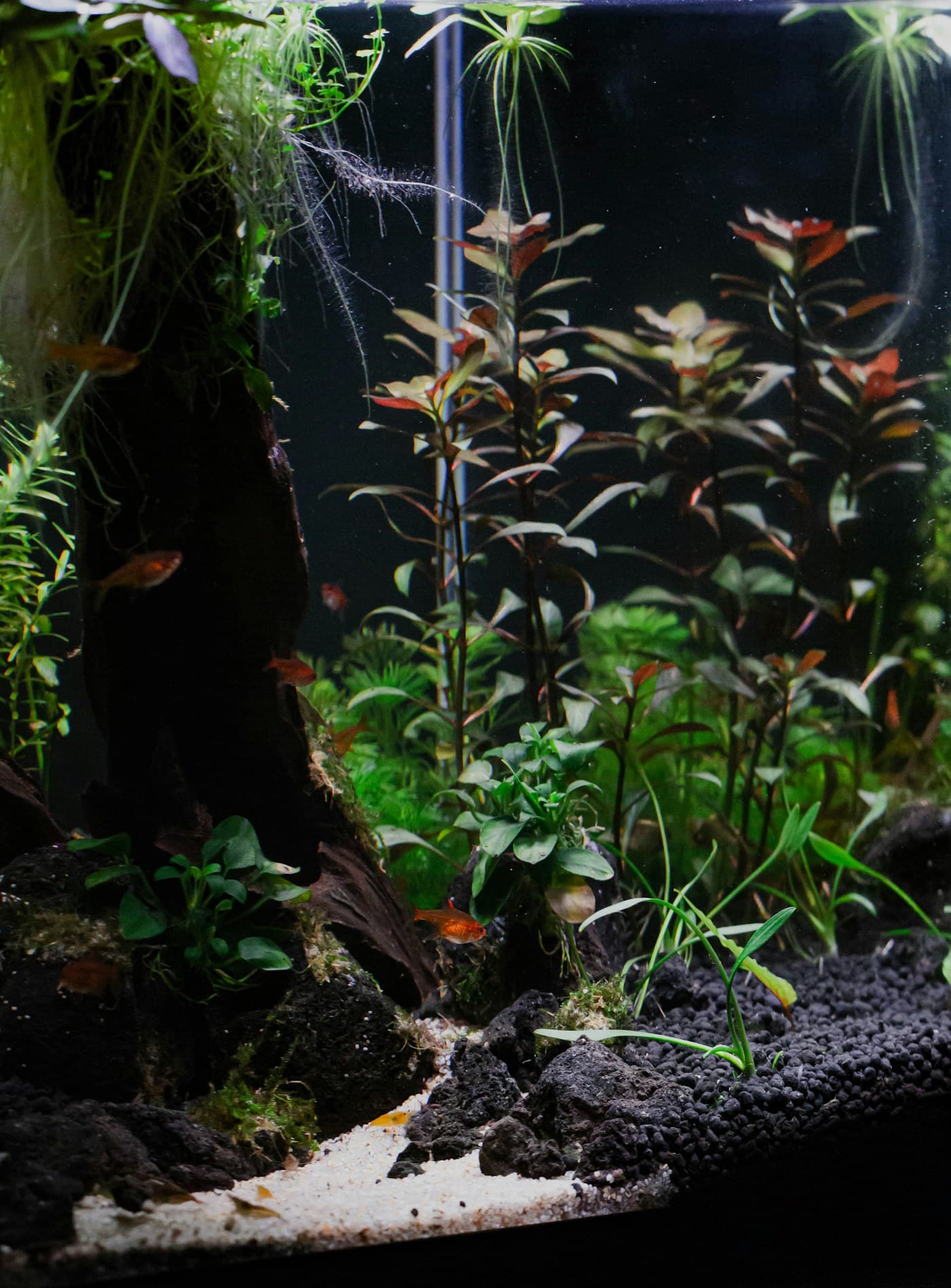 Understanding CO₂ in Planted Tanks: The Complete Guide