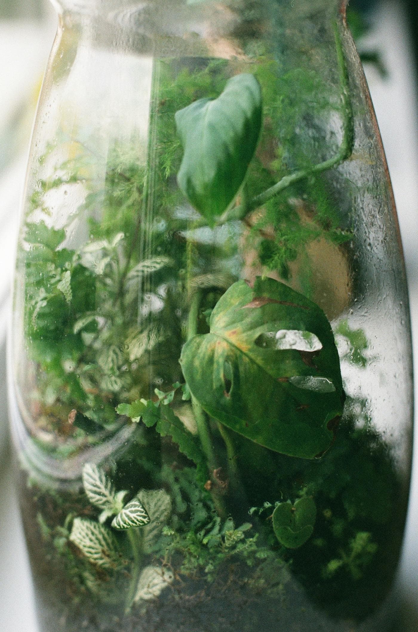Terrariums: Your Guide to Glass Garden Ecosystems
