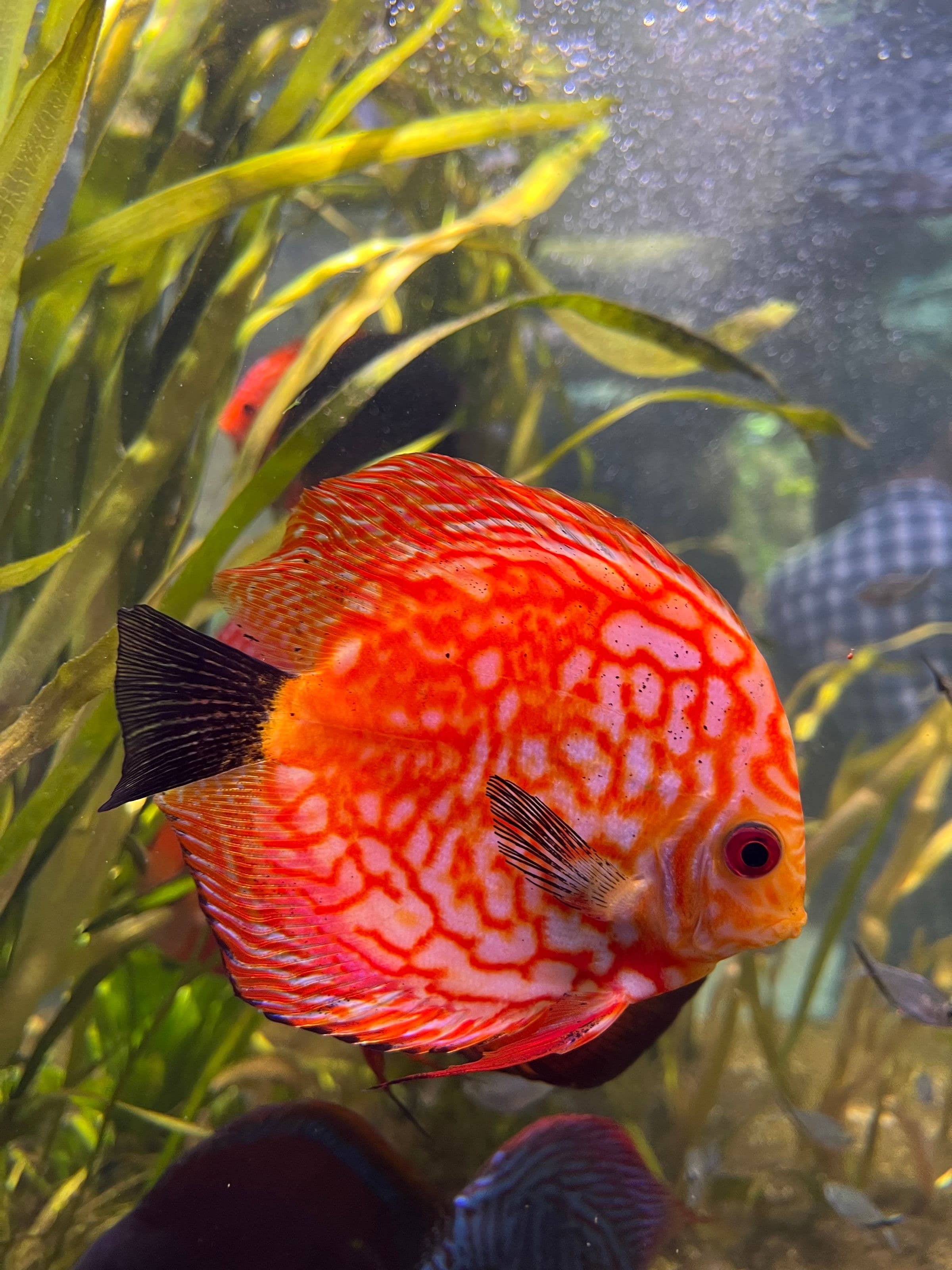 Red discus in a lush planted aquarium