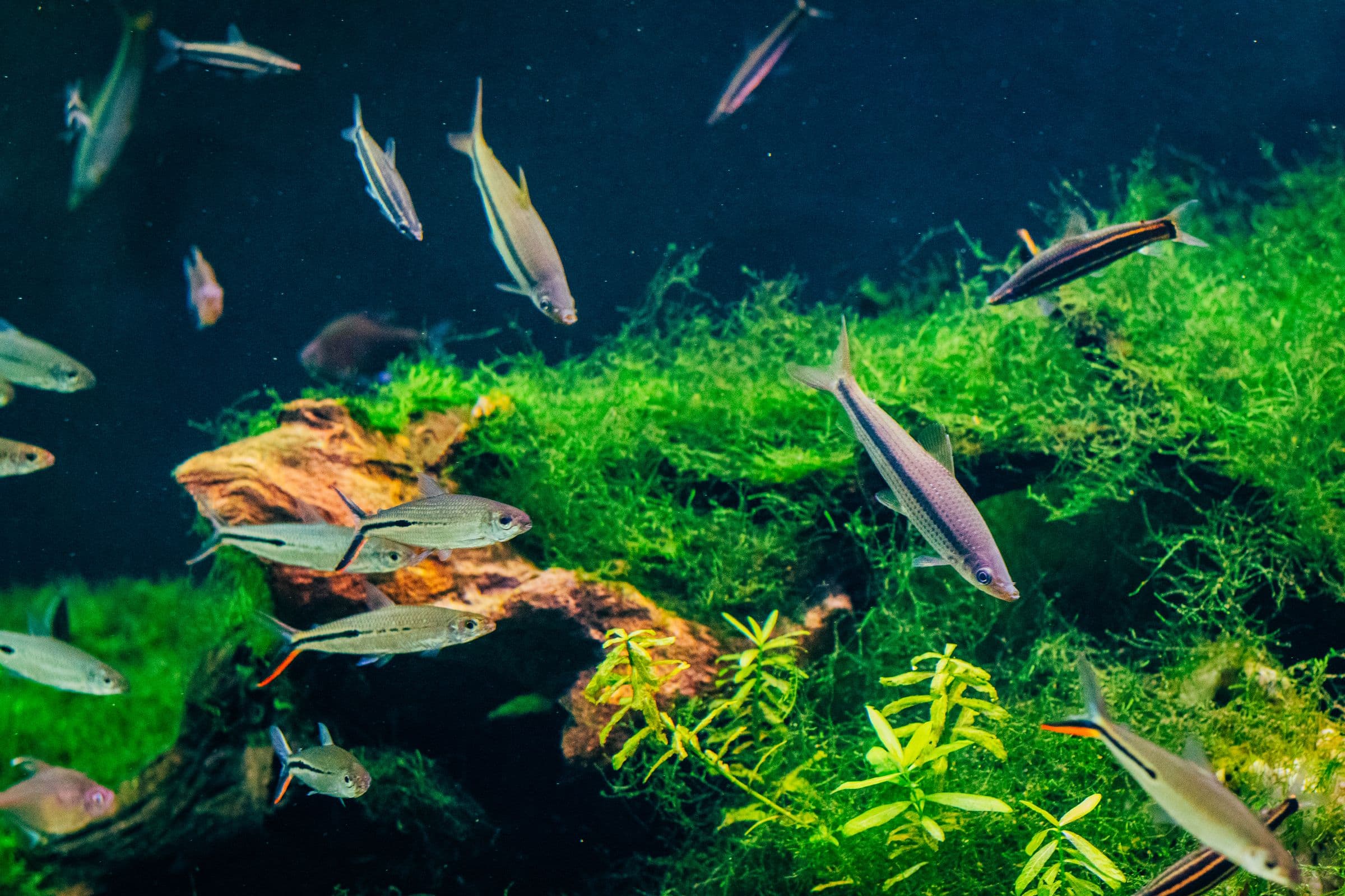 Lush planted aquarium with schooling fish