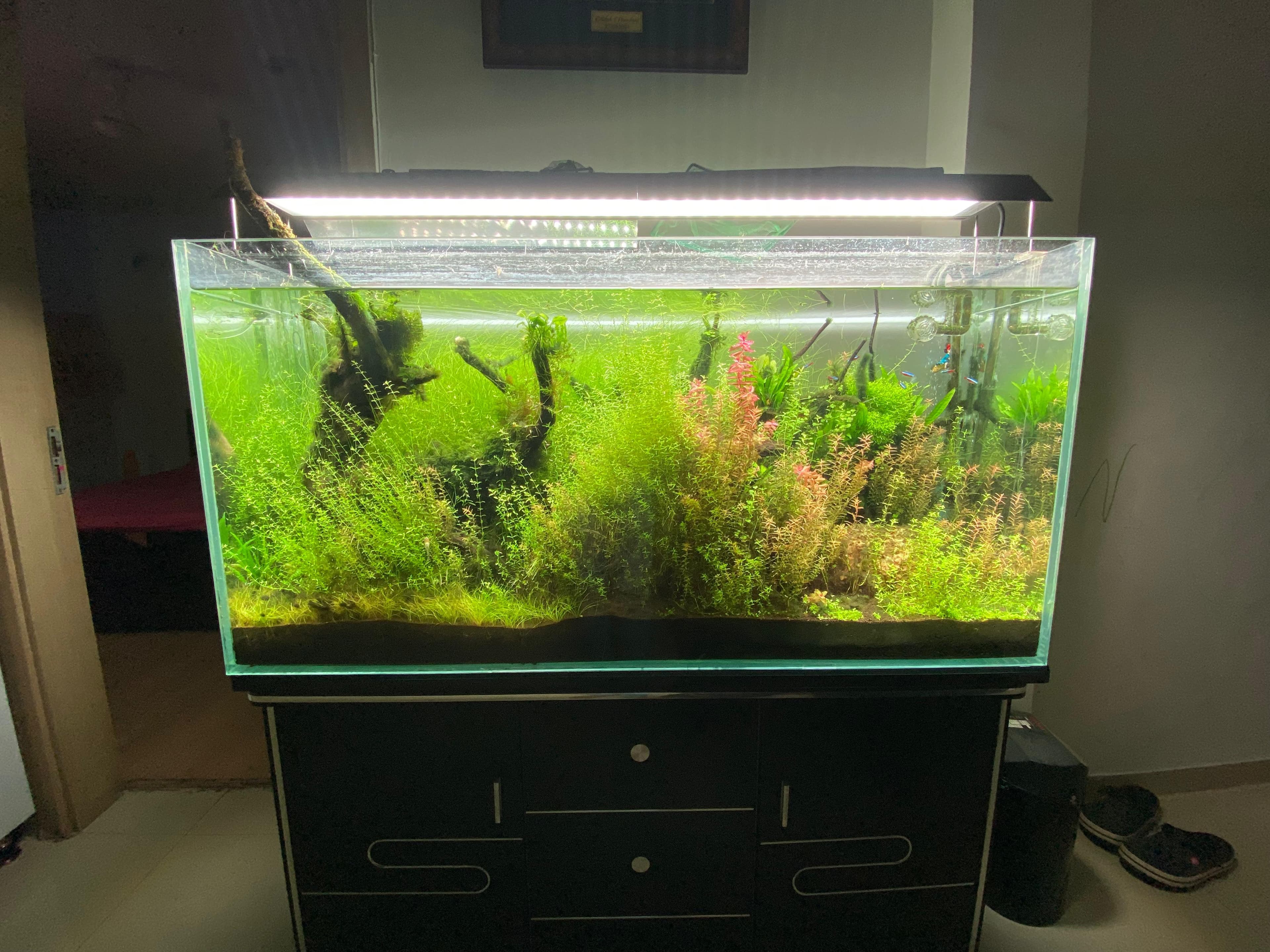 Jungle Style — Dense Planted