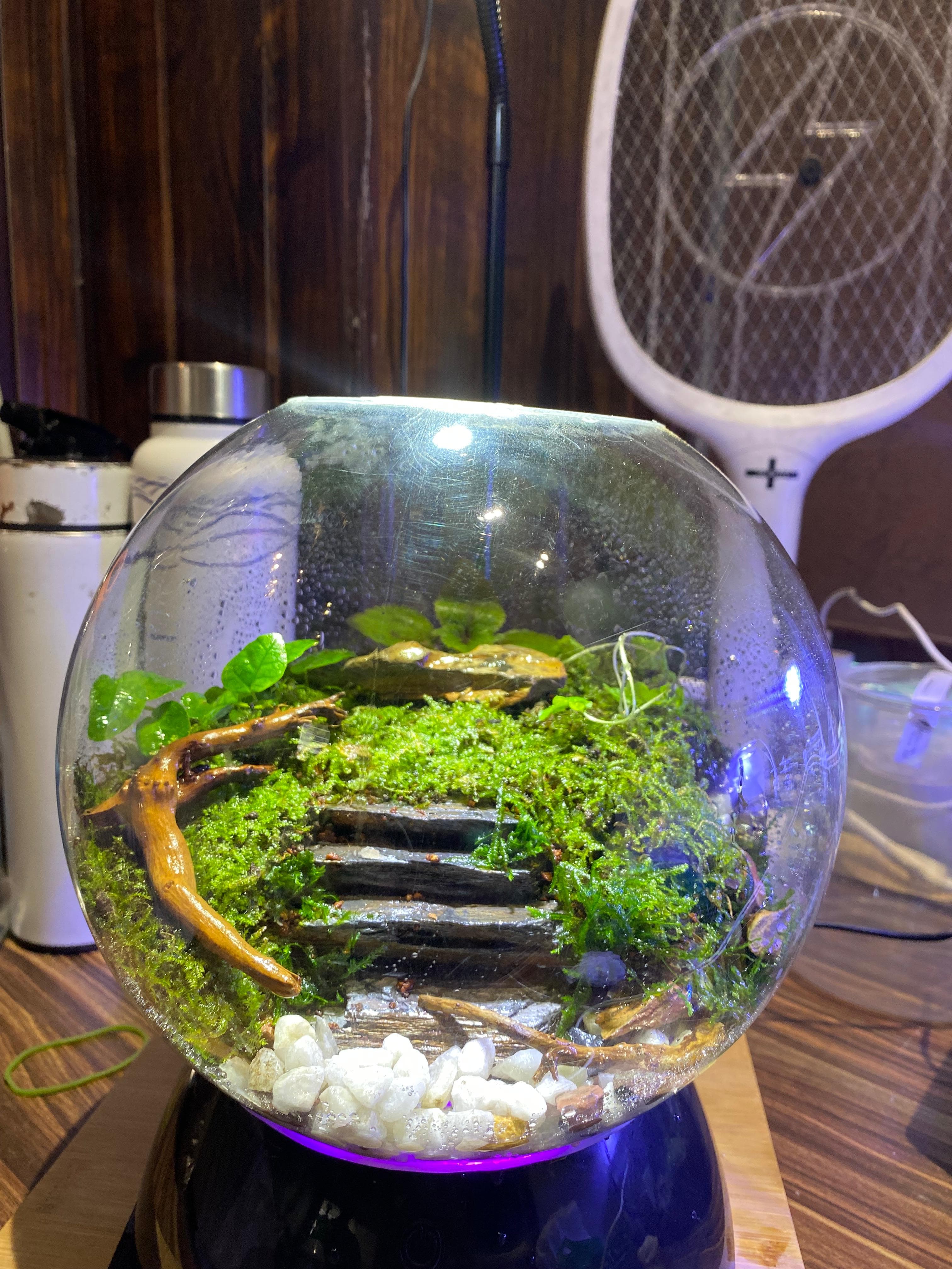 Moss Bowl Terrarium — Desk
