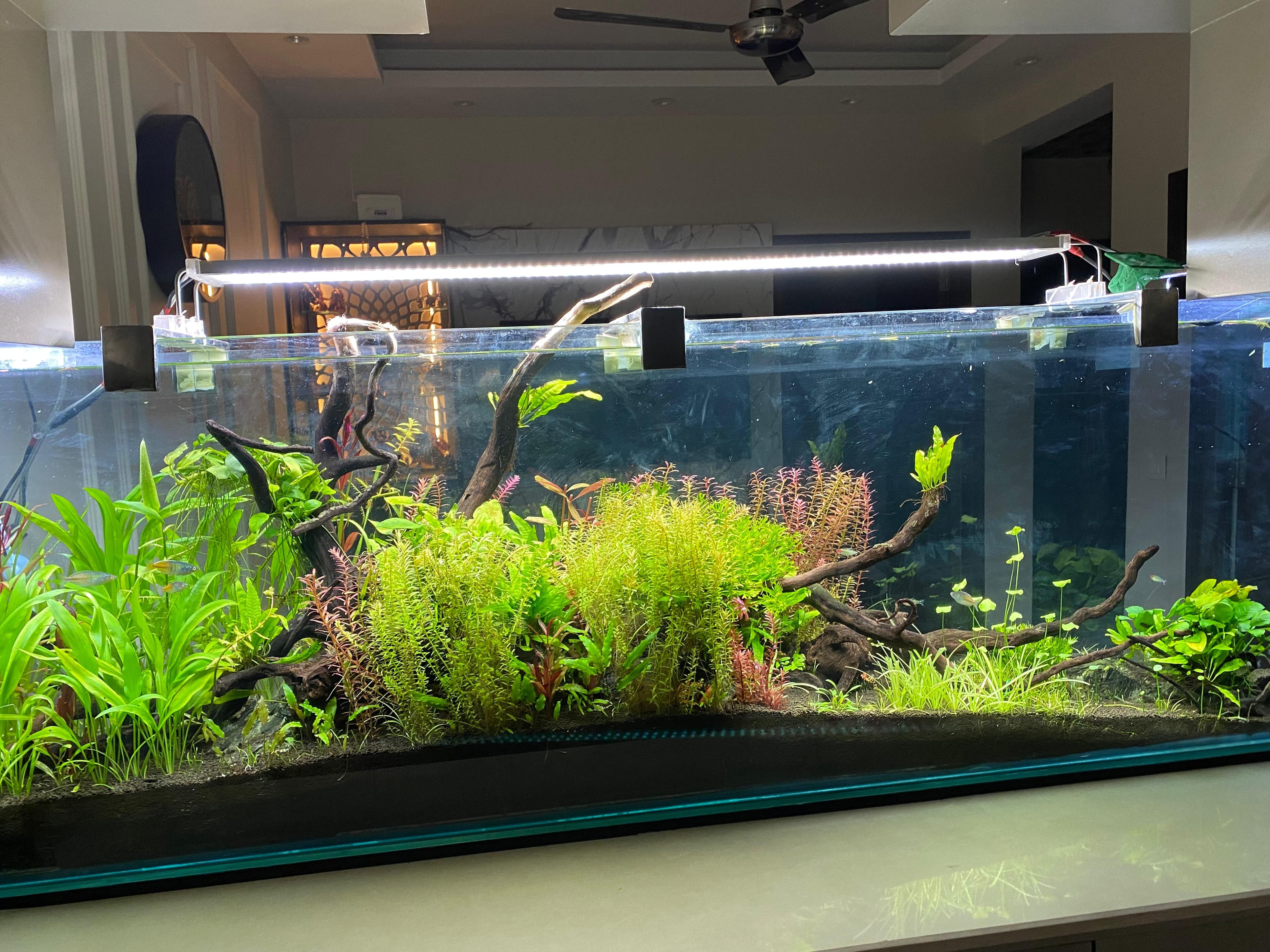 4ft Planted — Open Lounge
