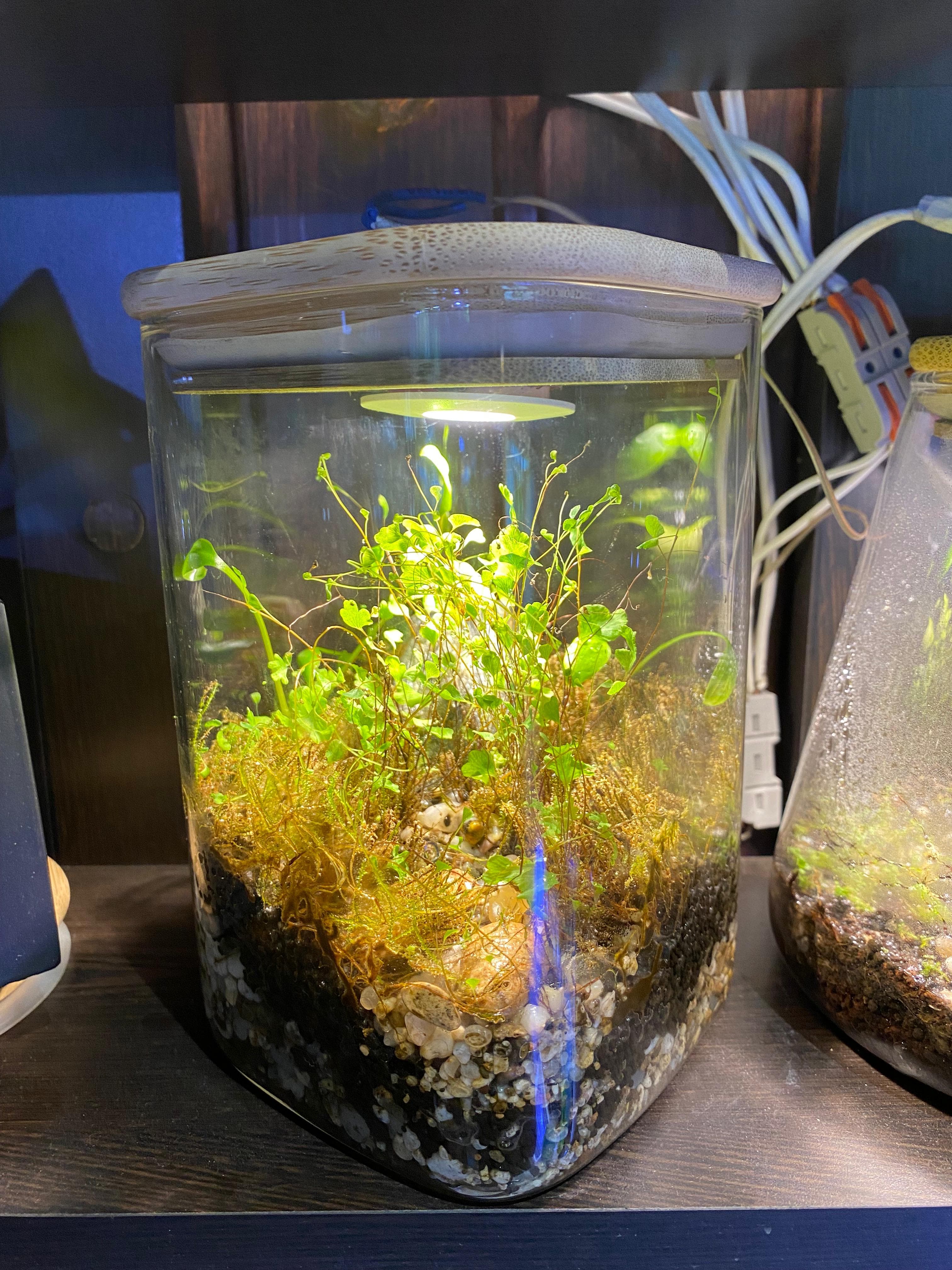 Nano Jar Scape — Wabi-Kusa