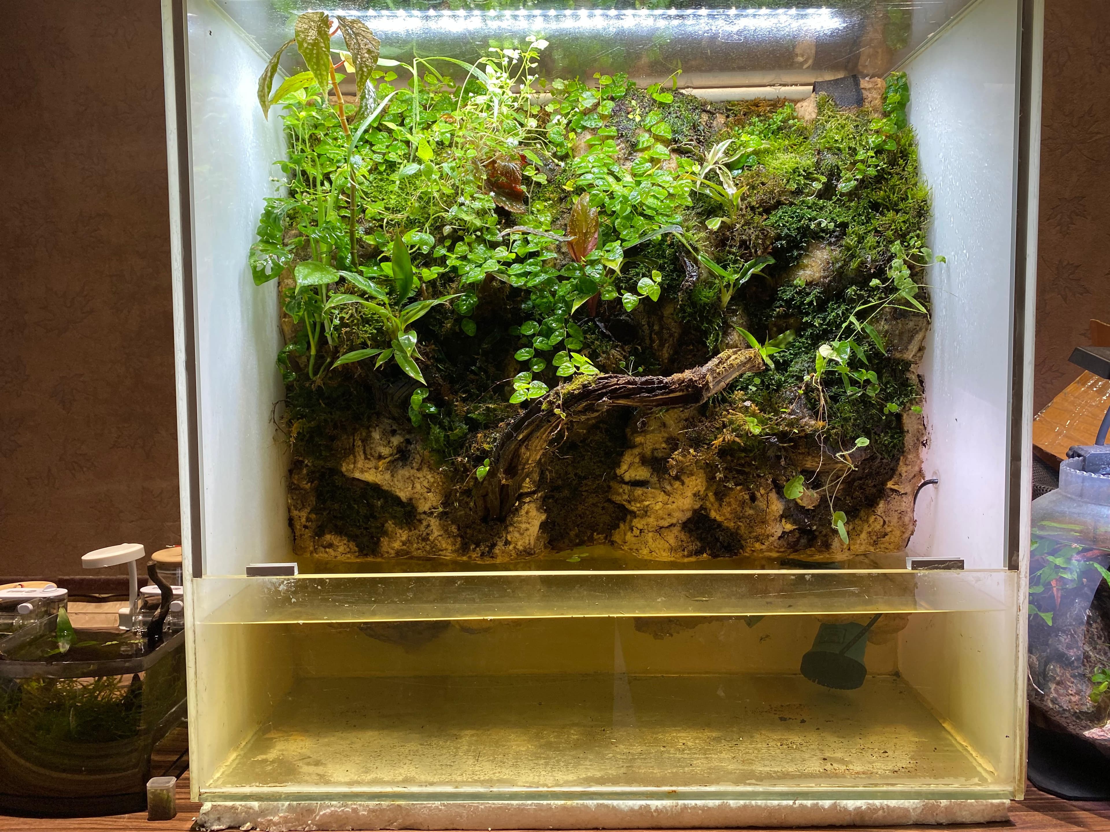Paludarium — Land & Water Display