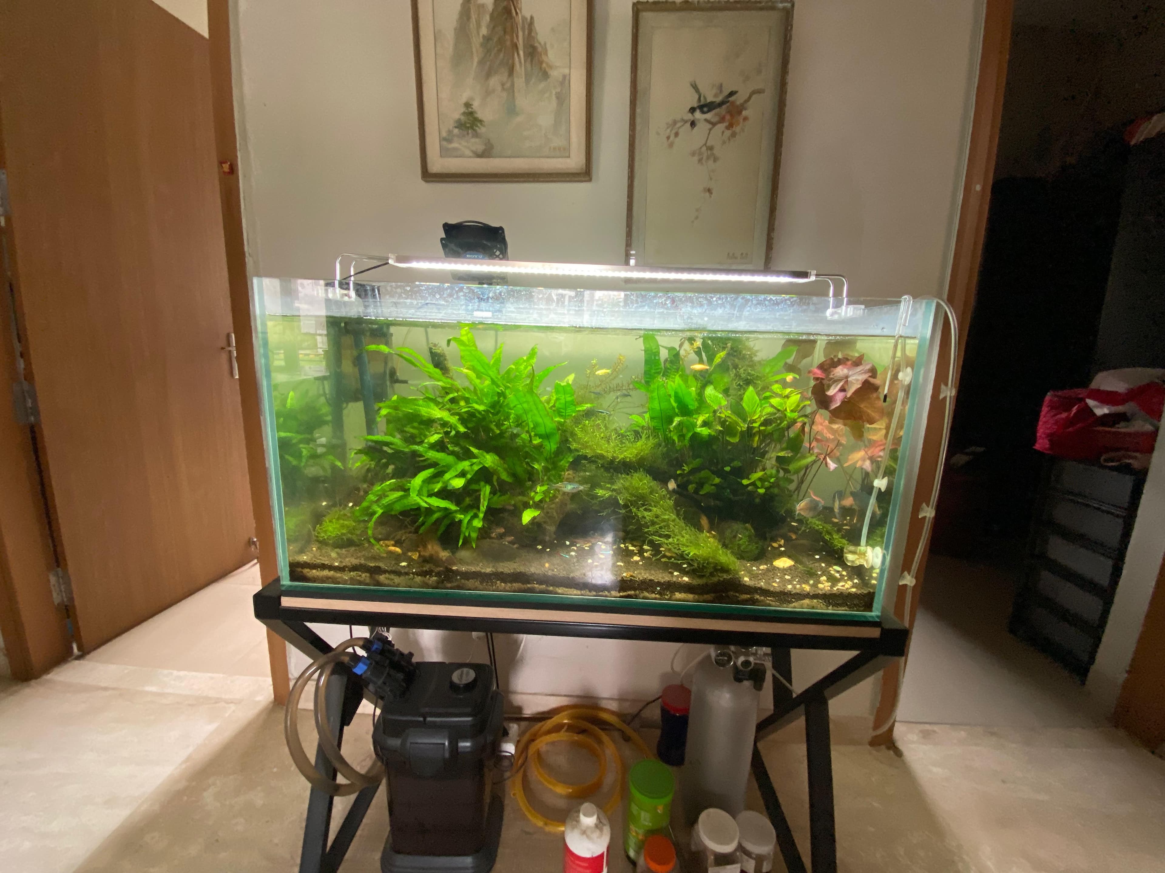 Java Fern Planted — CO₂ System