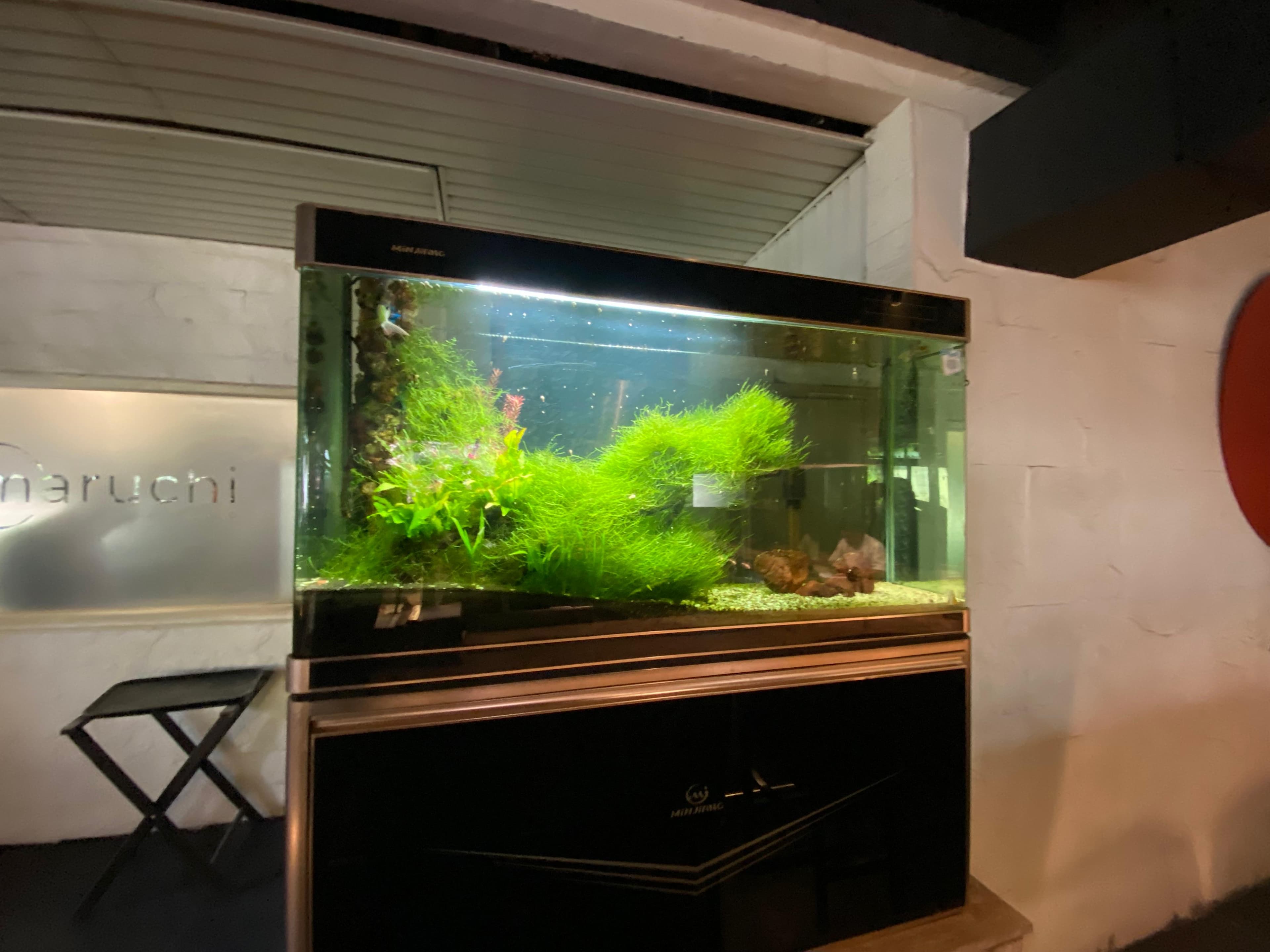 Showpiece Moss Tank — Café