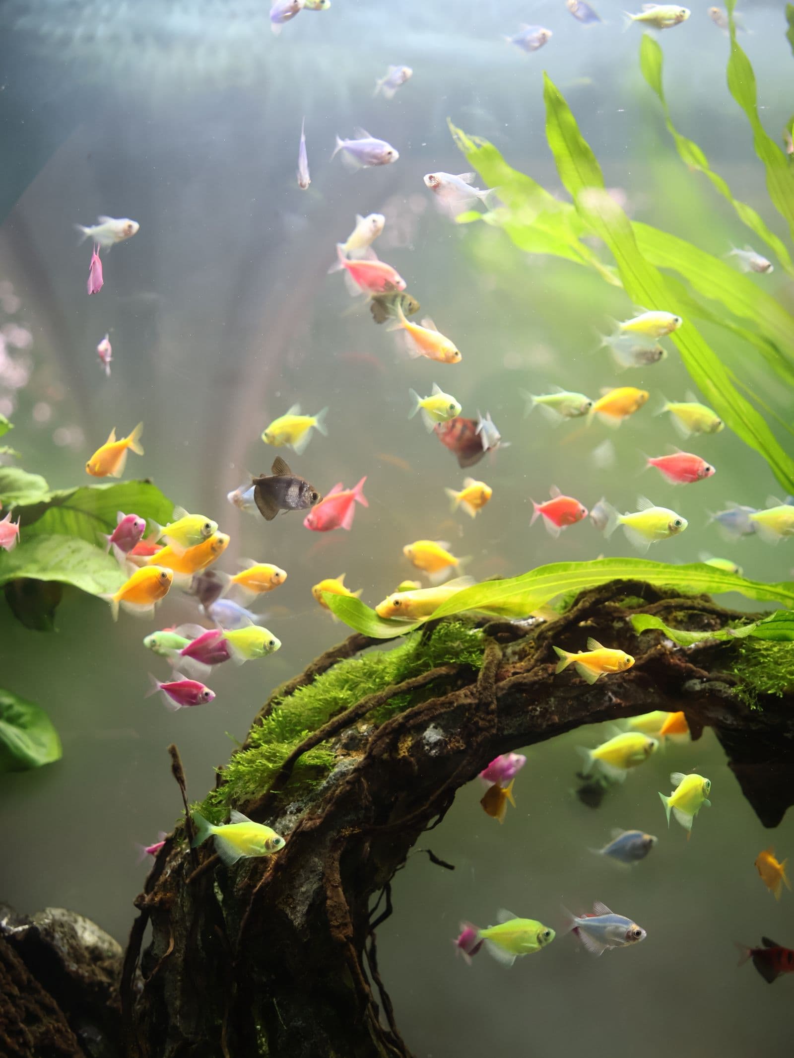 Colour Community — Concept Scape