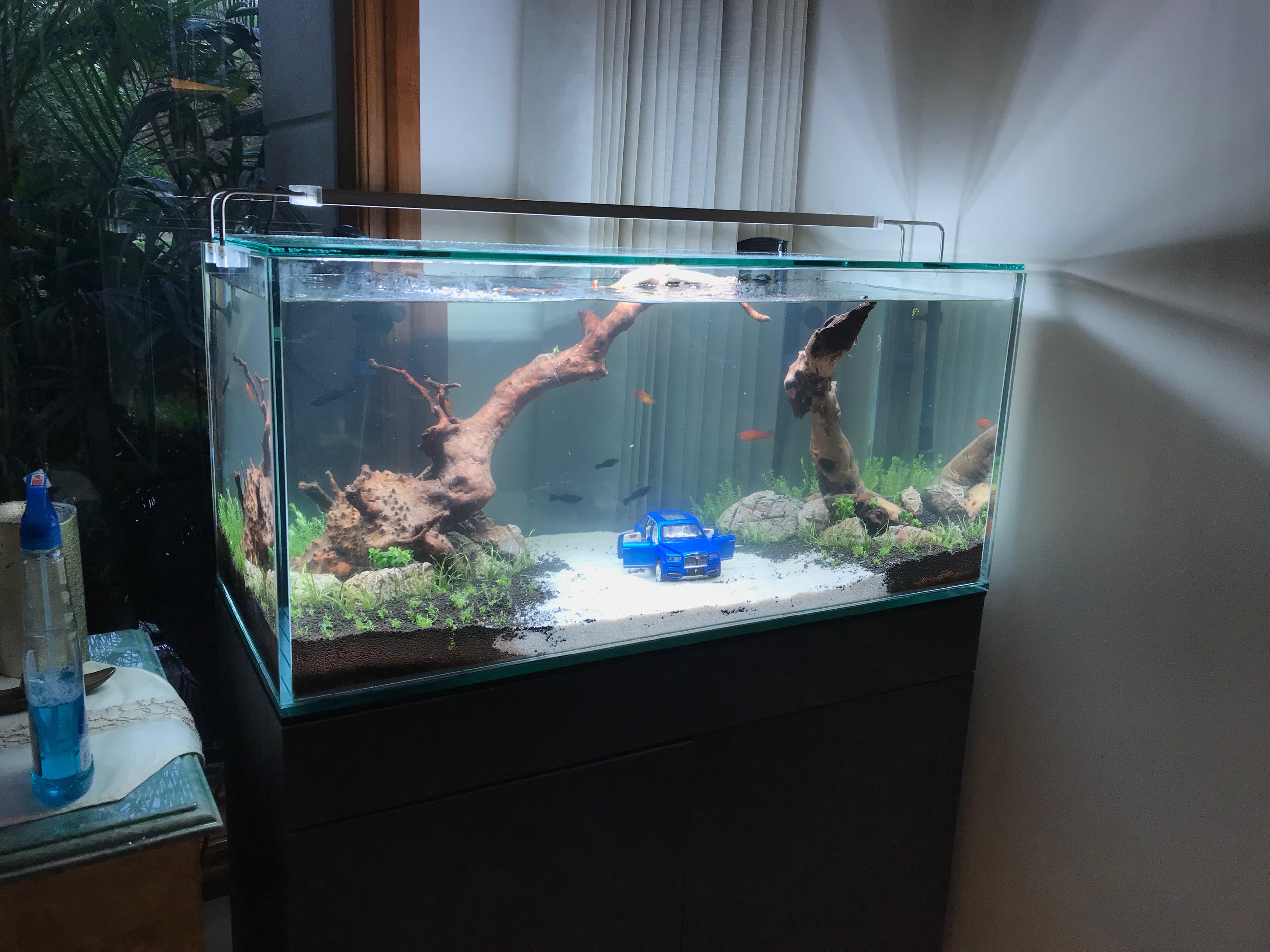 Driftwood Scape — Home Study