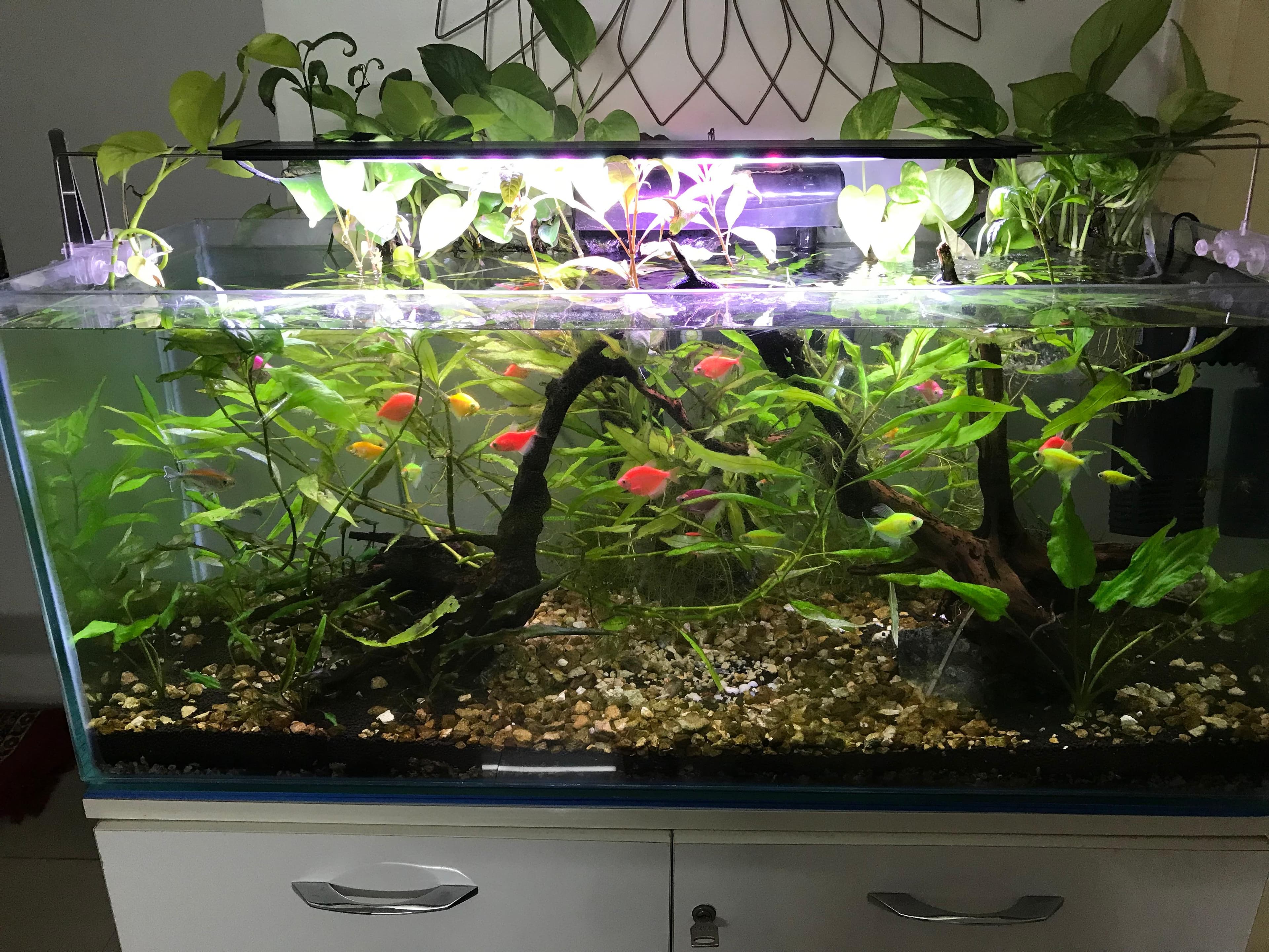 Red Stem Planted — 3ft