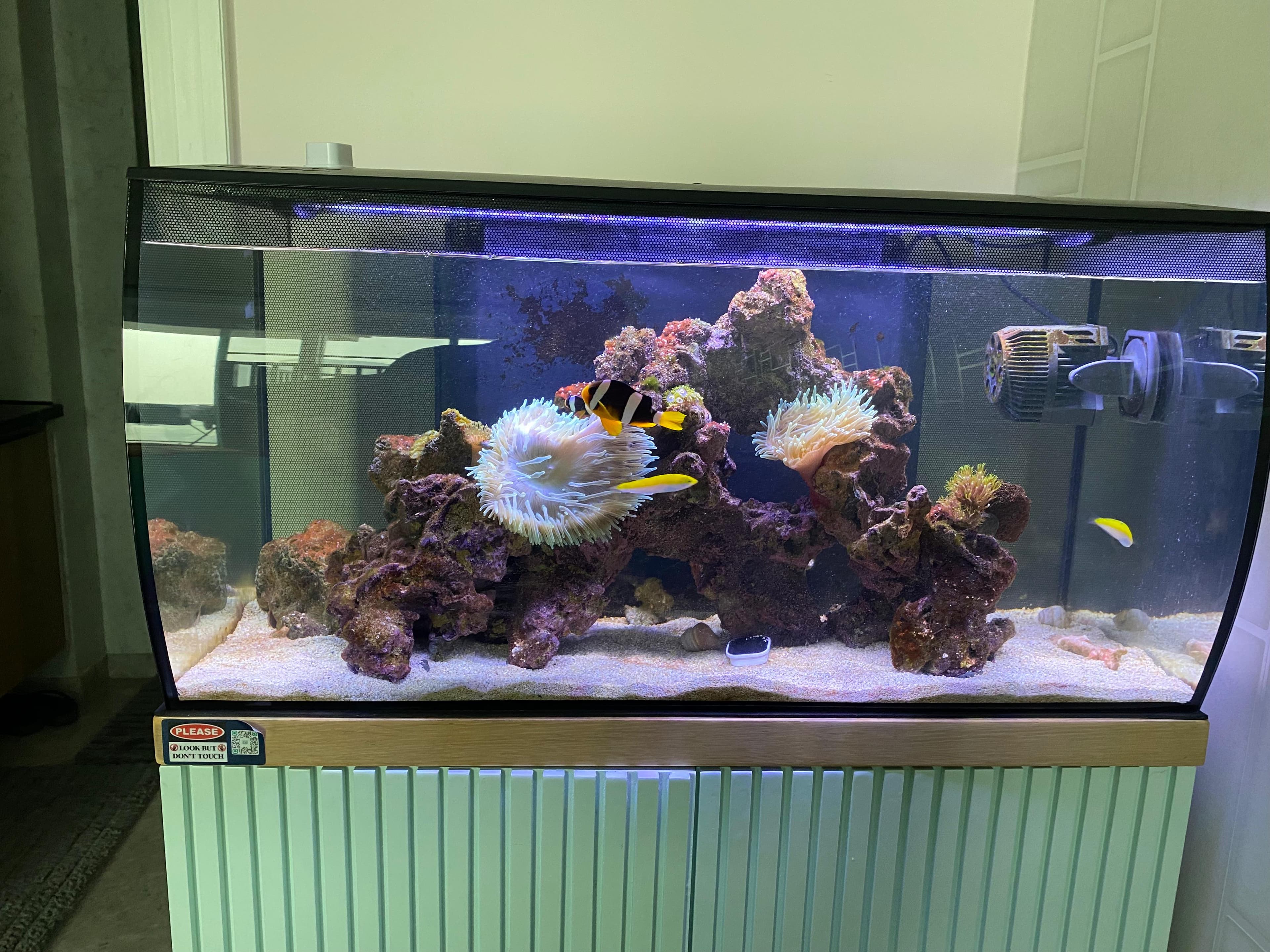 Marine Reef — Clownfish & Anemone