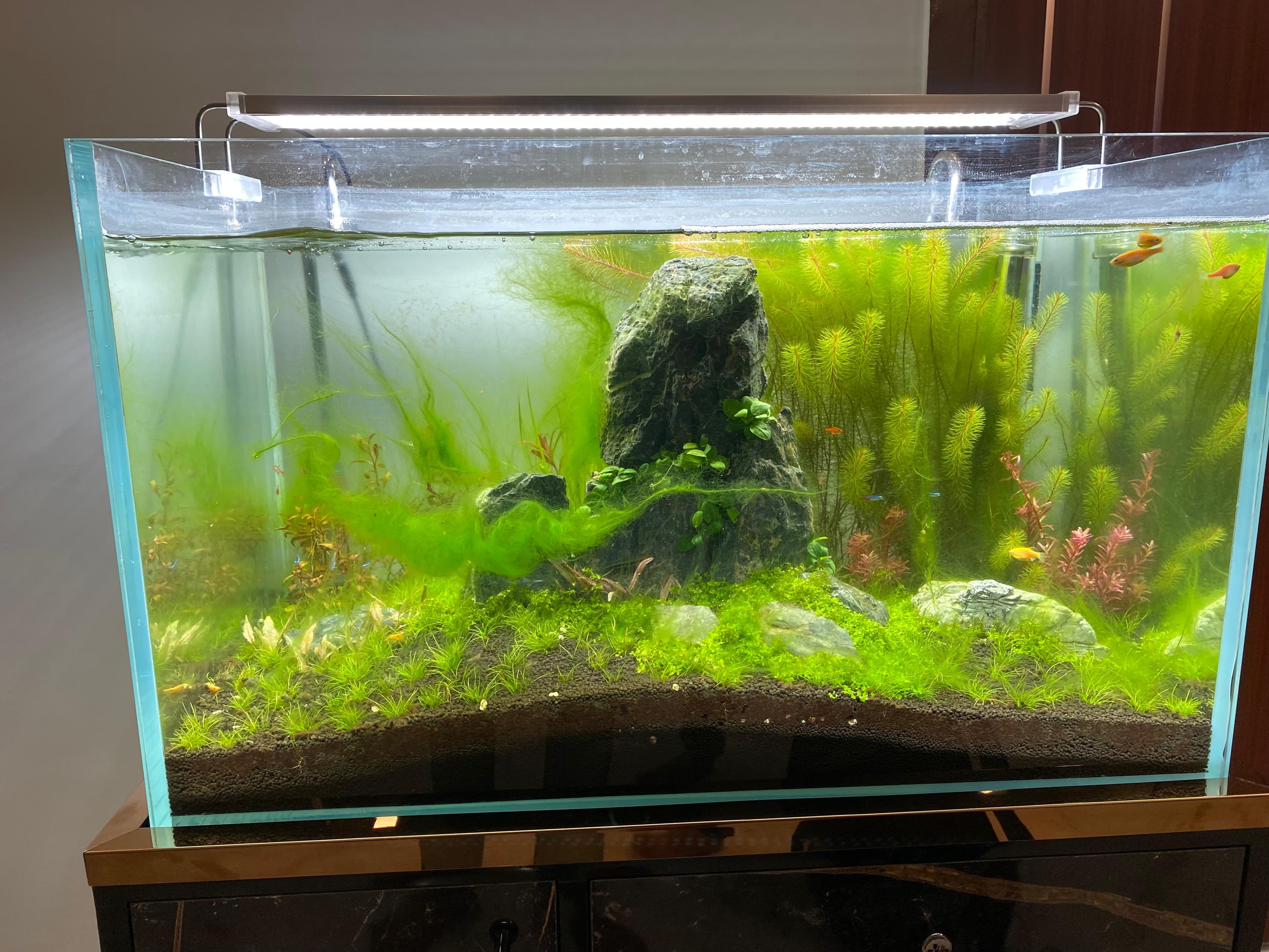 Iwagumi Rock — Living Room