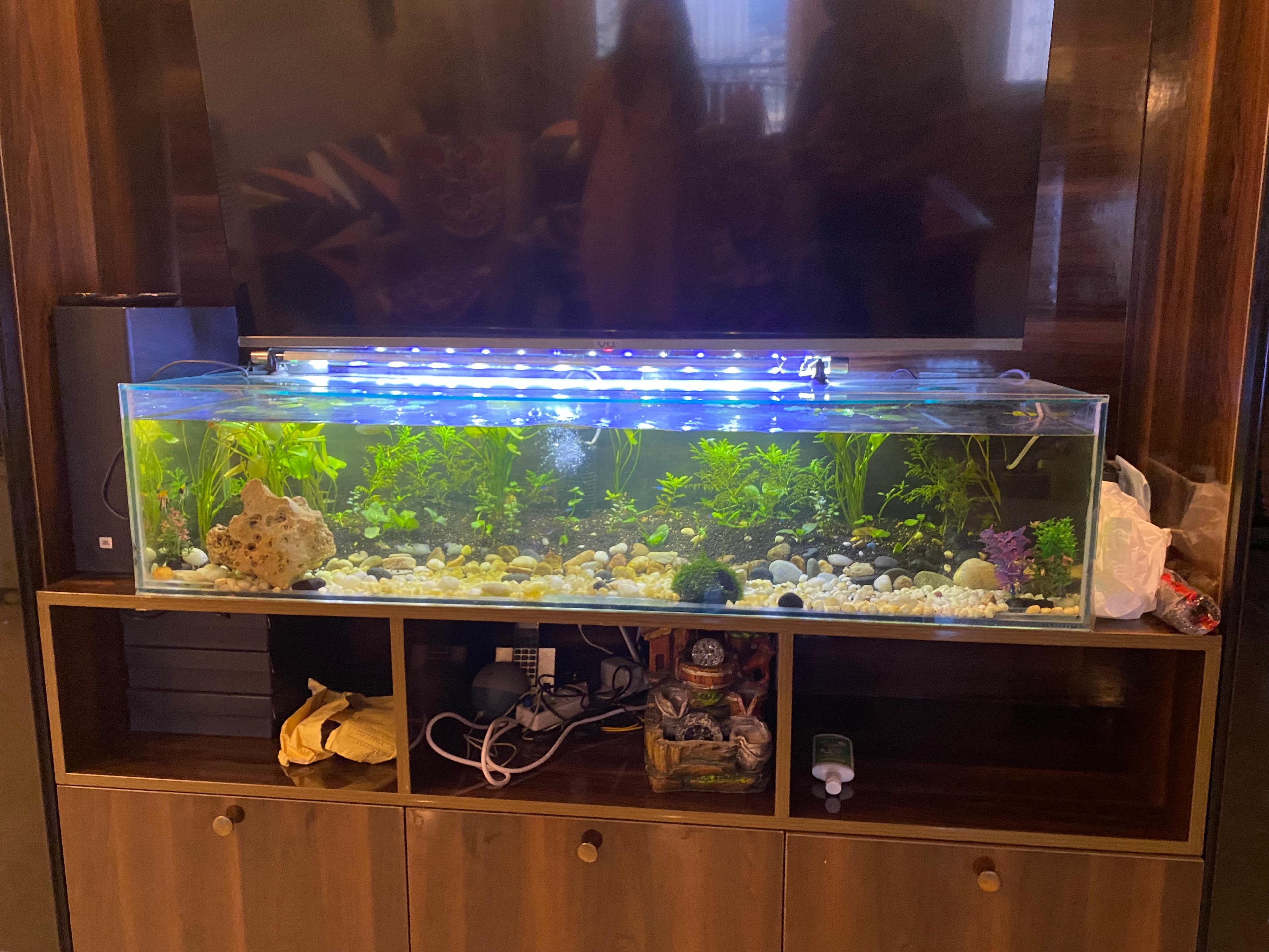 6ft Community Planted — Lounge