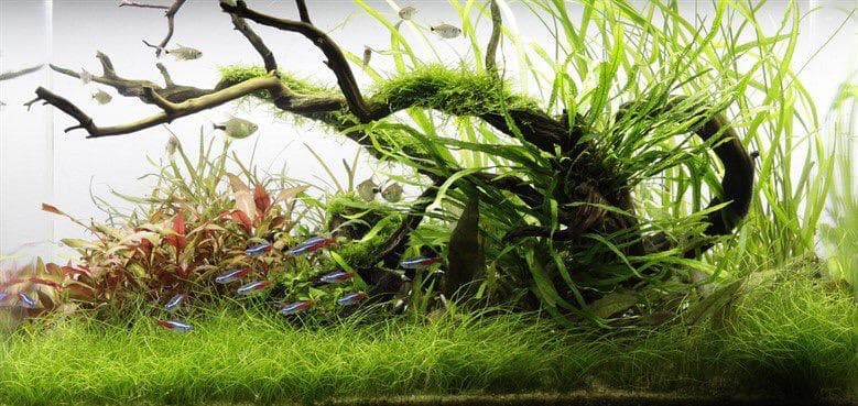 Nature Aquascape — Moss & Driftwood