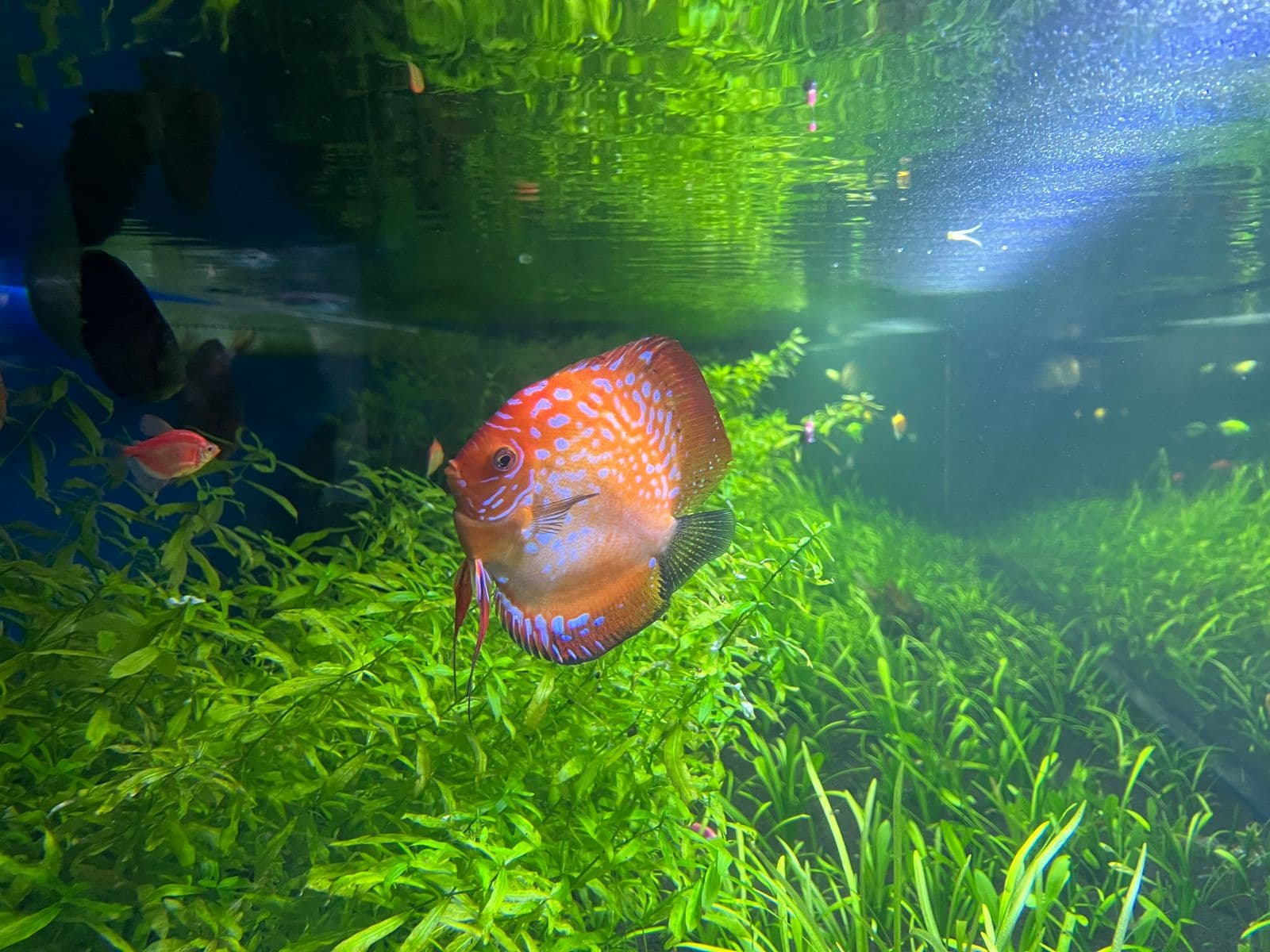 Planted Aquarium