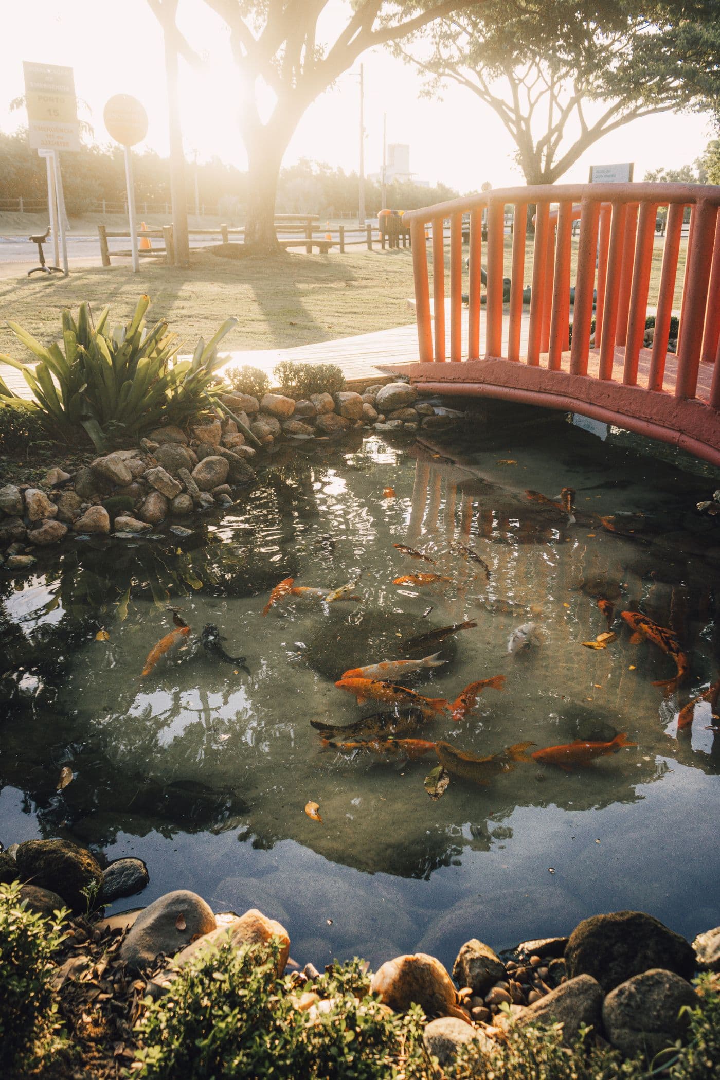 Pond & Water Garden