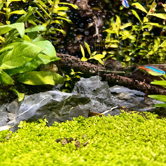 Seiryu Stone in Aquascaping