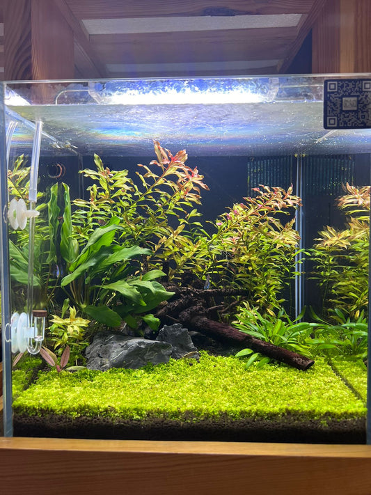 Discover Tranquility: Introducing the readymade Aquascape Experience M6