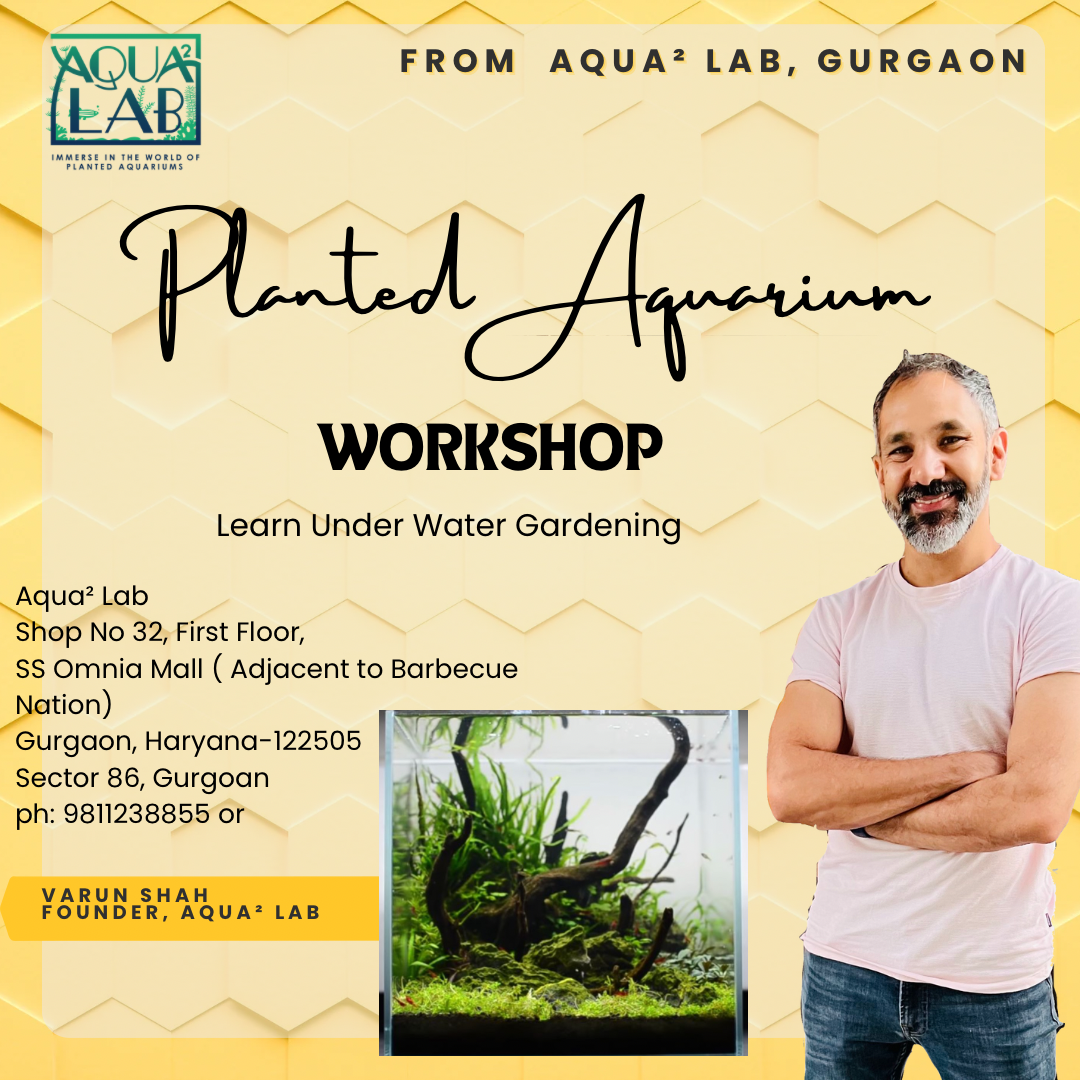 Planted Aquarium Workshop