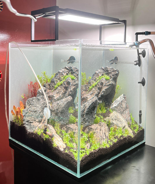 Serenity in Miniature: Seriyu Rock Aquarium - 15 Inch Cube