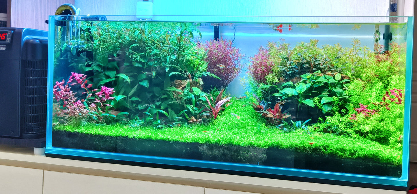 AquaScape Masterpieces: Handcrafted Living Art for Your Home