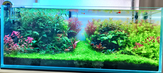 AquaScape Masterpieces: Handcrafted Living Art for Your Home