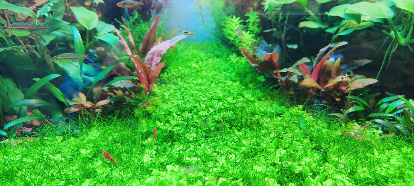 AquaScape Masterpieces: Handcrafted Living Art for Your Home